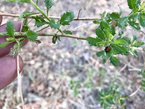 Image of Bigelow's false willow