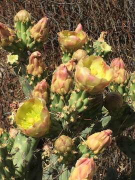 Image of Cylindropuntia bernardina