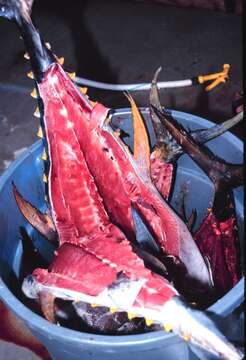 Image of Allison's Tuna