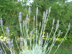 Image of Lavandula lanata Boiss.