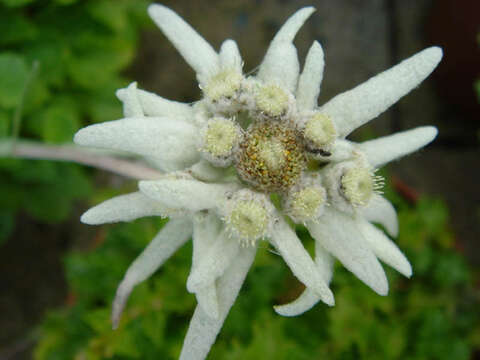 Image of edelweiss