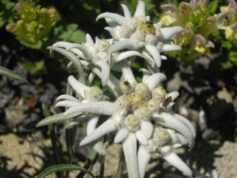 Image of edelweiss