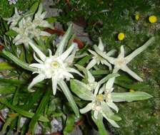 Image of edelweiss