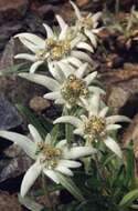 Image of edelweiss