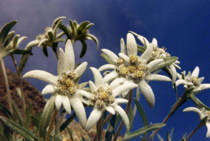 Image of edelweiss