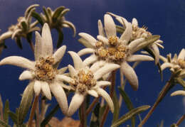 Image of edelweiss