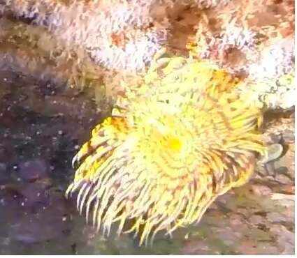 Image of European fan worm