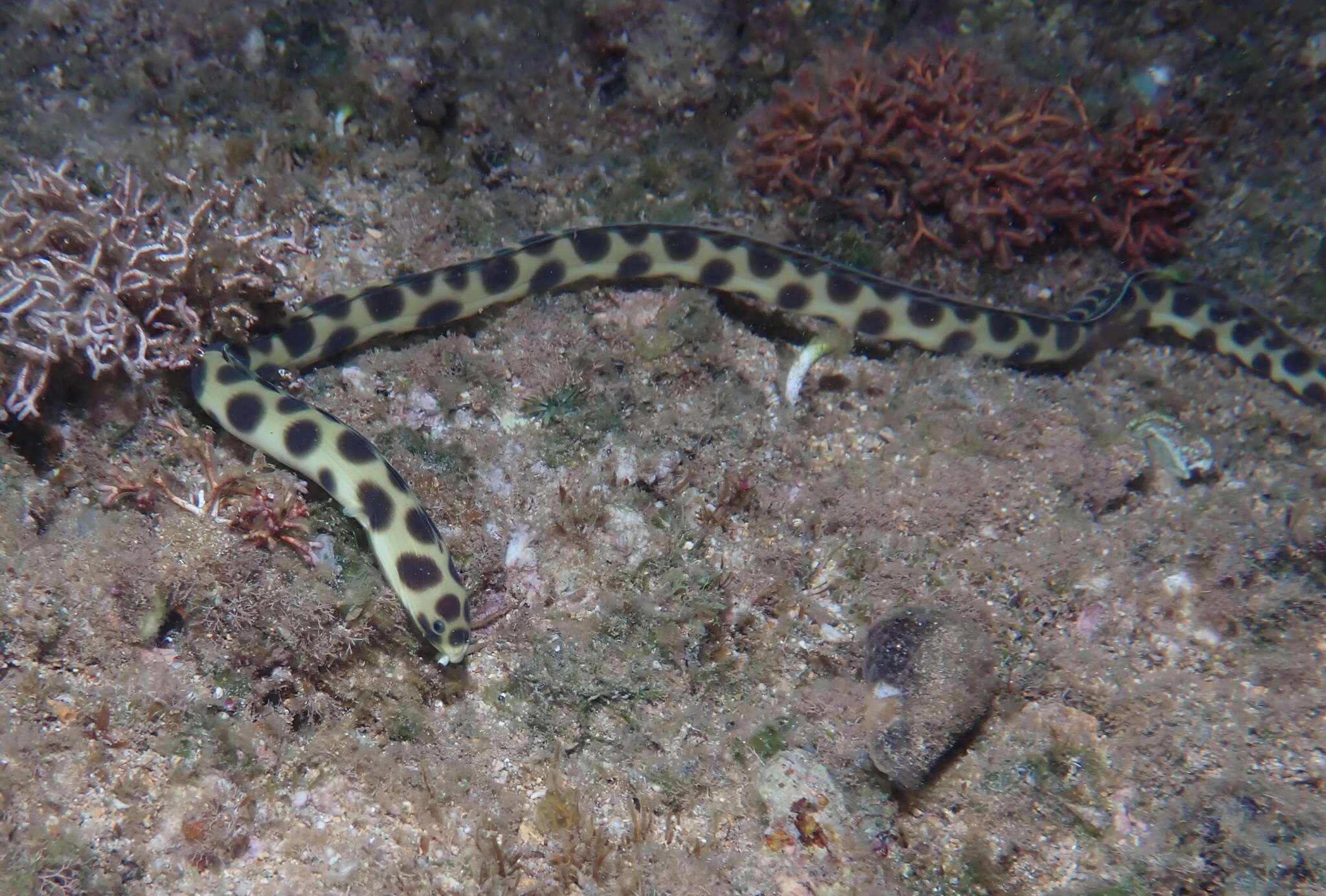 Image of Hawaiian spotted snake eel