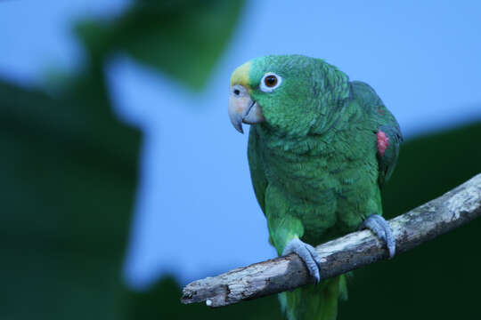 Image of Yellow-crowned Parrot, Yellow-crowned Amazon