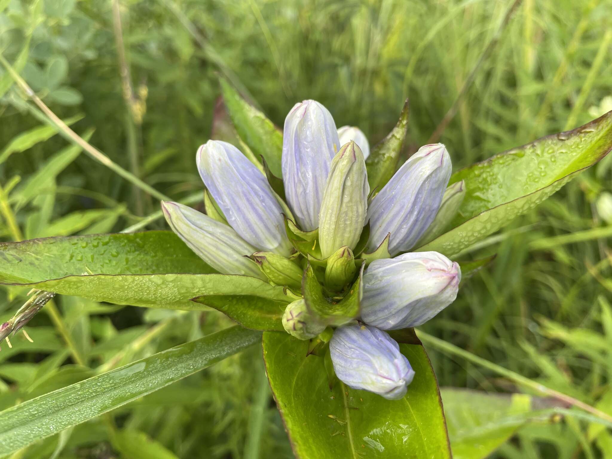 Image of gentian