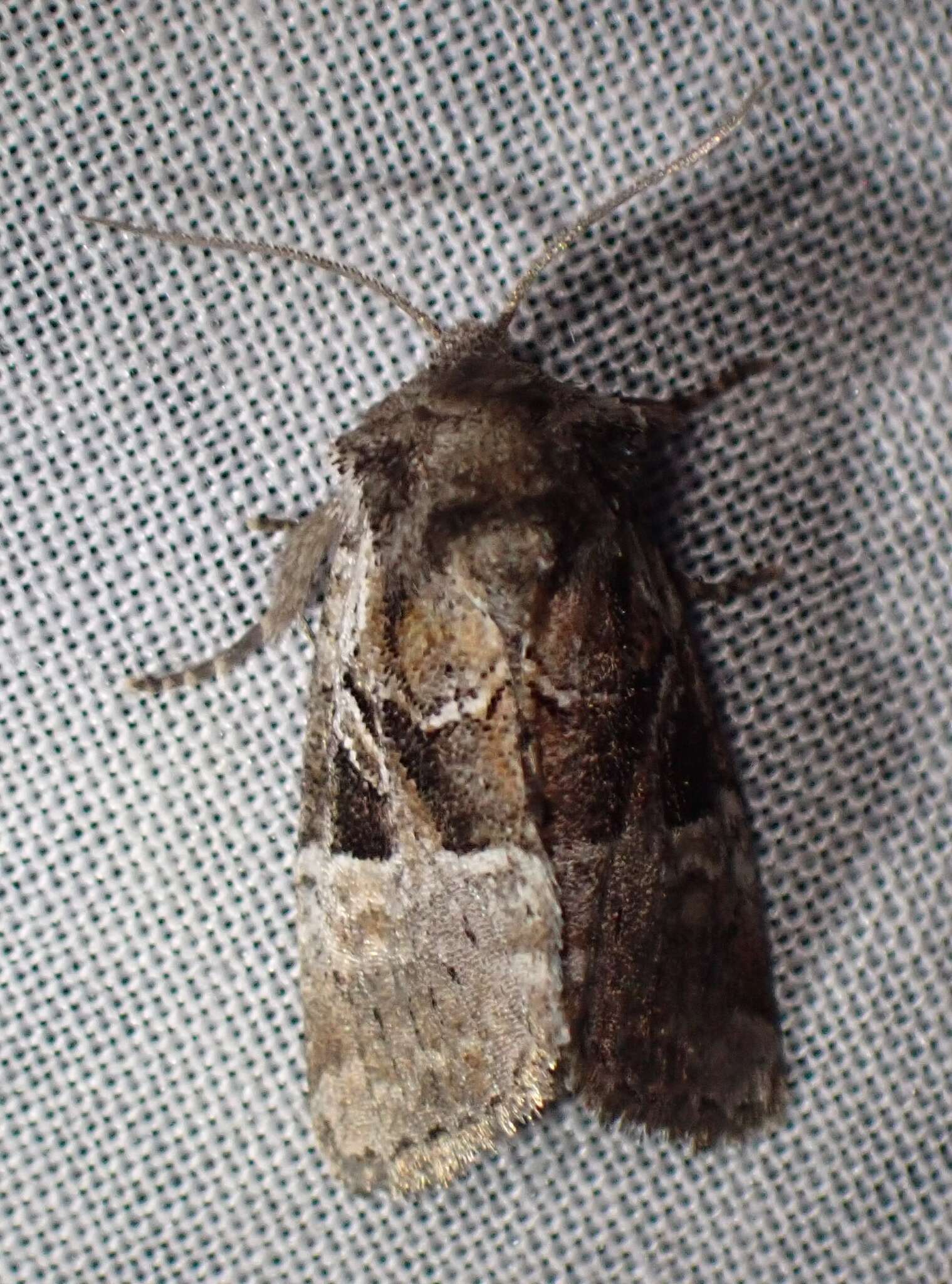 Image of Meropleon ambifusca Newman 1948