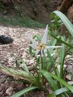 Image of Dog tooth lily