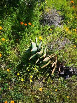 Image of Aloe distans Haw.