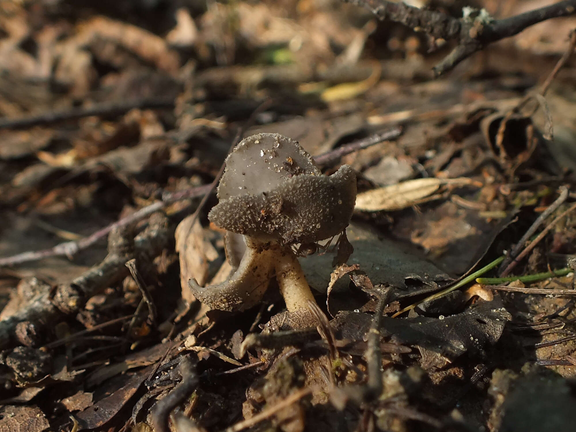 Imagem de Helvella ephippium Lév. 1841