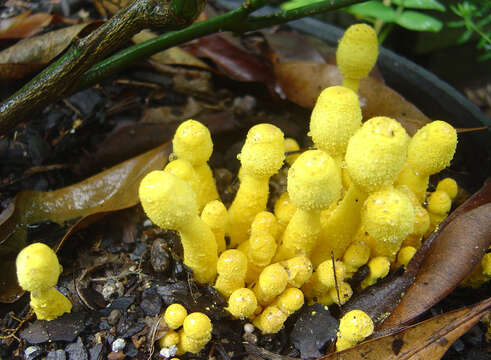 Image of Leucocoprinus birnbaumii (Corda) Singer 1962