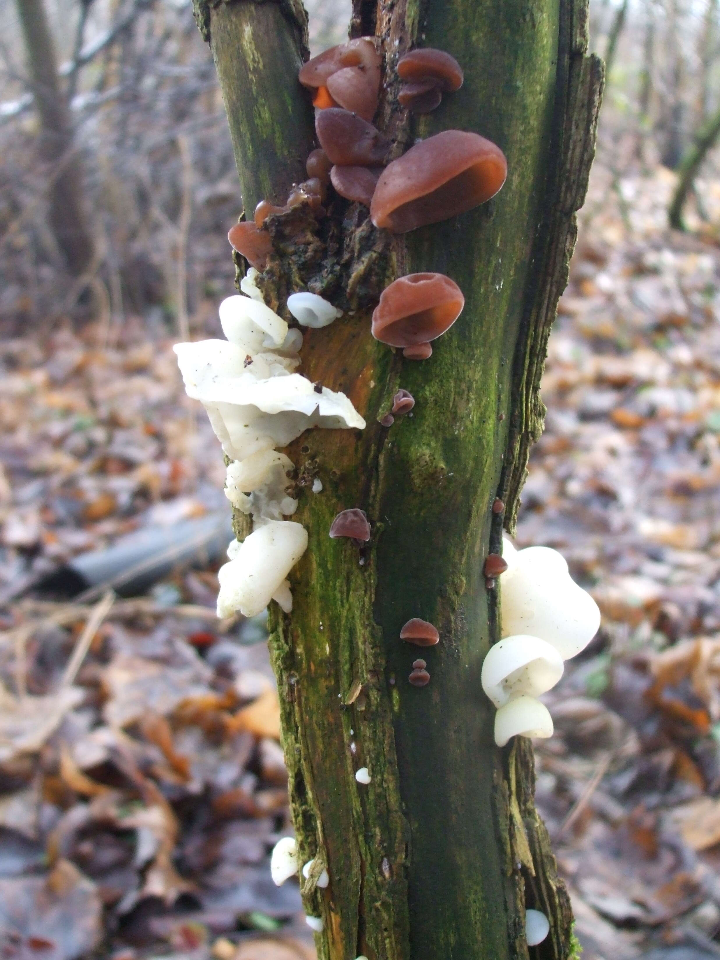 Image of ear fungus