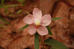 Image de Decaschistia parviflora Kurz