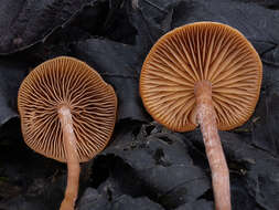 Image of Tubaria furfuracea (Pers.) Gillet 1876