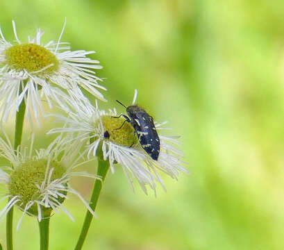 Image de Acmaeodera ornata (Fabricius 1775)