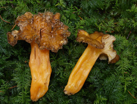 Image of Craterellus lutescens (Fr.) Fr. 1838