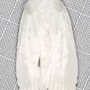 Image of Cryptophasa epadelpha Meyrick 1890