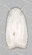 Image of Cryptophasa epadelpha Meyrick 1890
