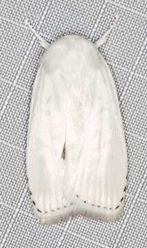 Image of Cryptophasa epadelpha Meyrick 1890