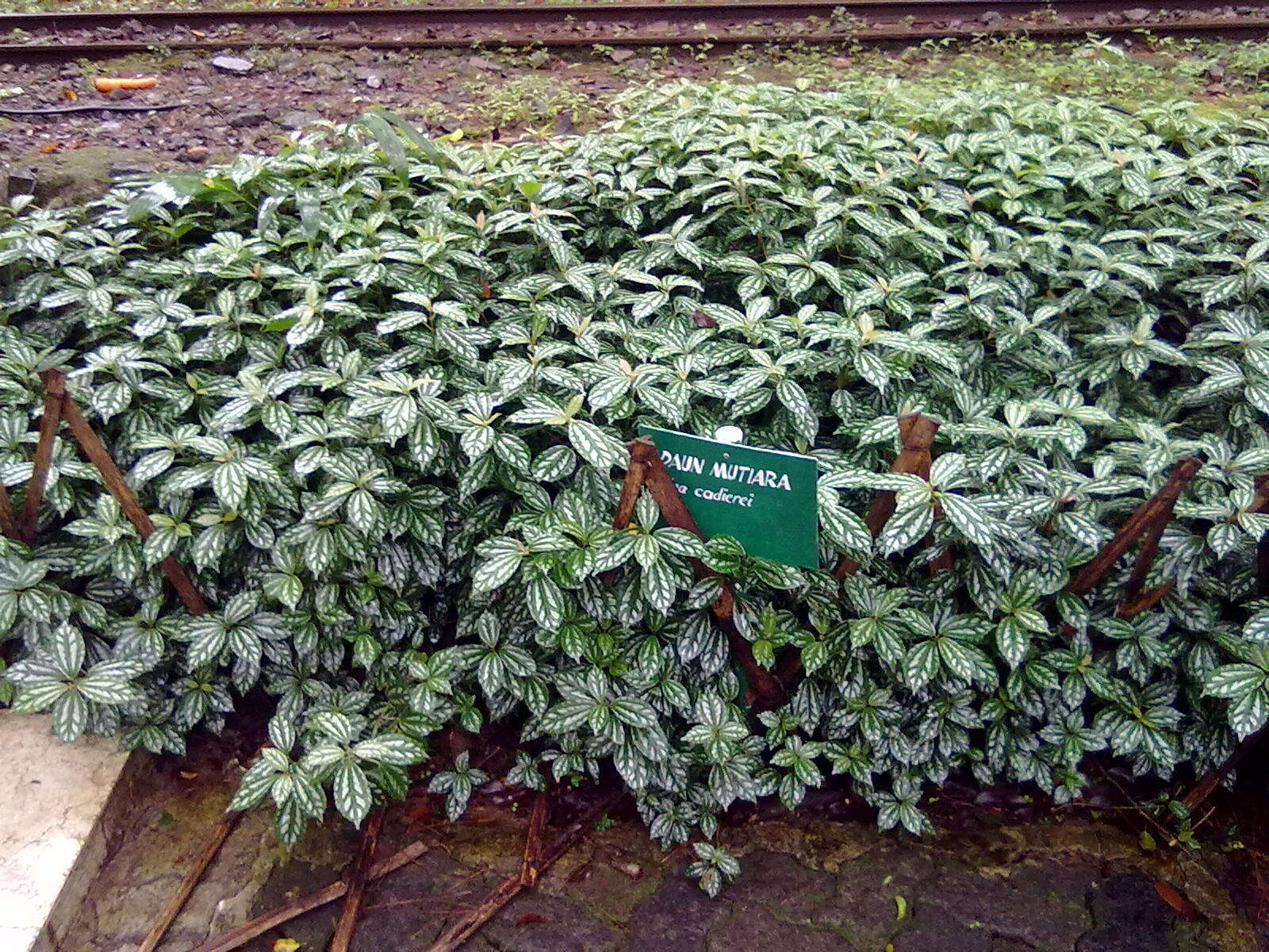 Imagem de Pilea cadierei Gagnep. & Guillaum.