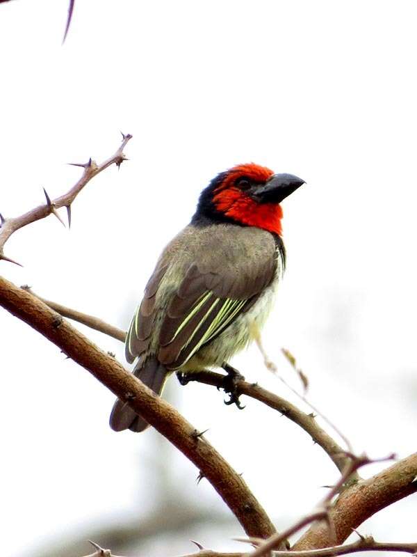 Image of Black-collared Barbet