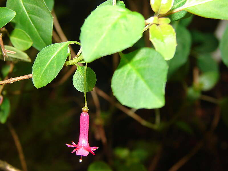 Image of Fuchsia