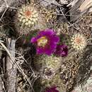 Image de Echinocereus bonkerae subsp. bonkerae