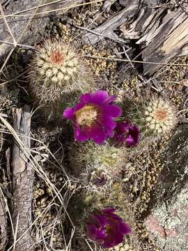 Image de Echinocereus bonkerae subsp. bonkerae