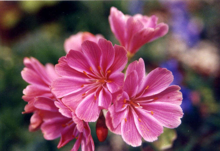 Image of Siskiyou lewisia