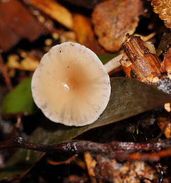 Sivun Singerocybe clitocyboides (Cooke & Massee) Zhu L. Yang, J. Qin & Ratkowsky 2014 kuva