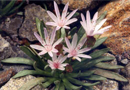 Image of Truckee lewisia