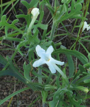 Image of Chascanum pinnatifidum (L. fil.) E. Mey.