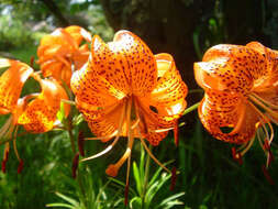 Image of Lilium davidii Duch. ex Elwes