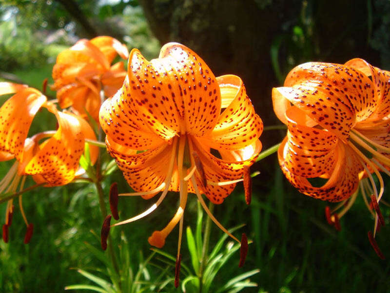 Lilium davidii Duch. ex Elwes resmi