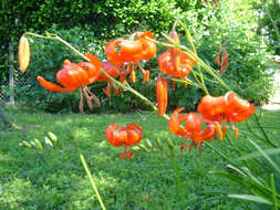 Image of Lilium pumilum Redouté