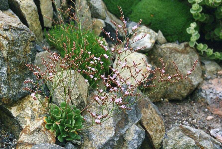 Image of Limonium bellidifolium (Gouan) Dumort.