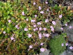 Image of Limonium bellidifolium (Gouan) Dumort.