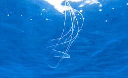 Image of trunked jellyfish