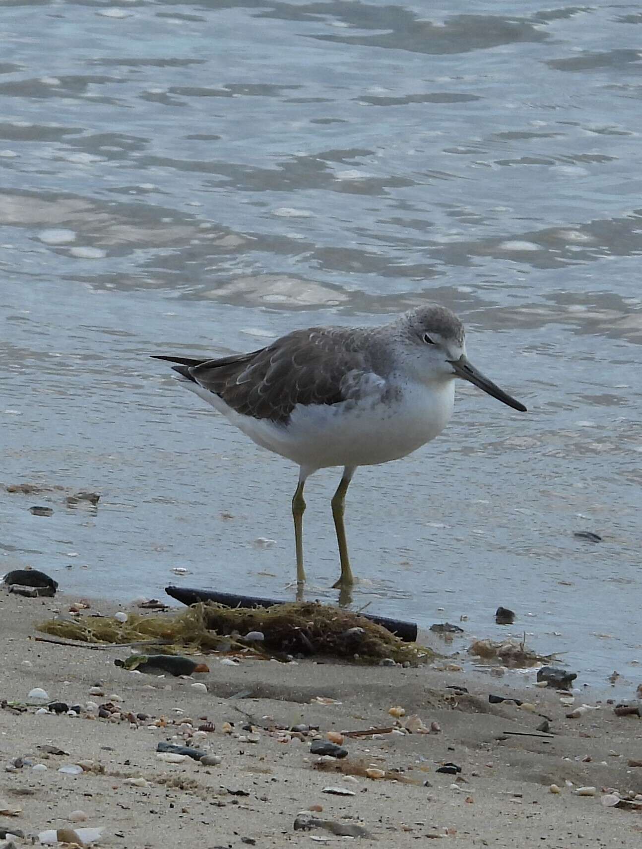 Image of Nordmann's Greenshank