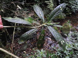 Image of Columnea dimidiata (Benth.) Kuntze