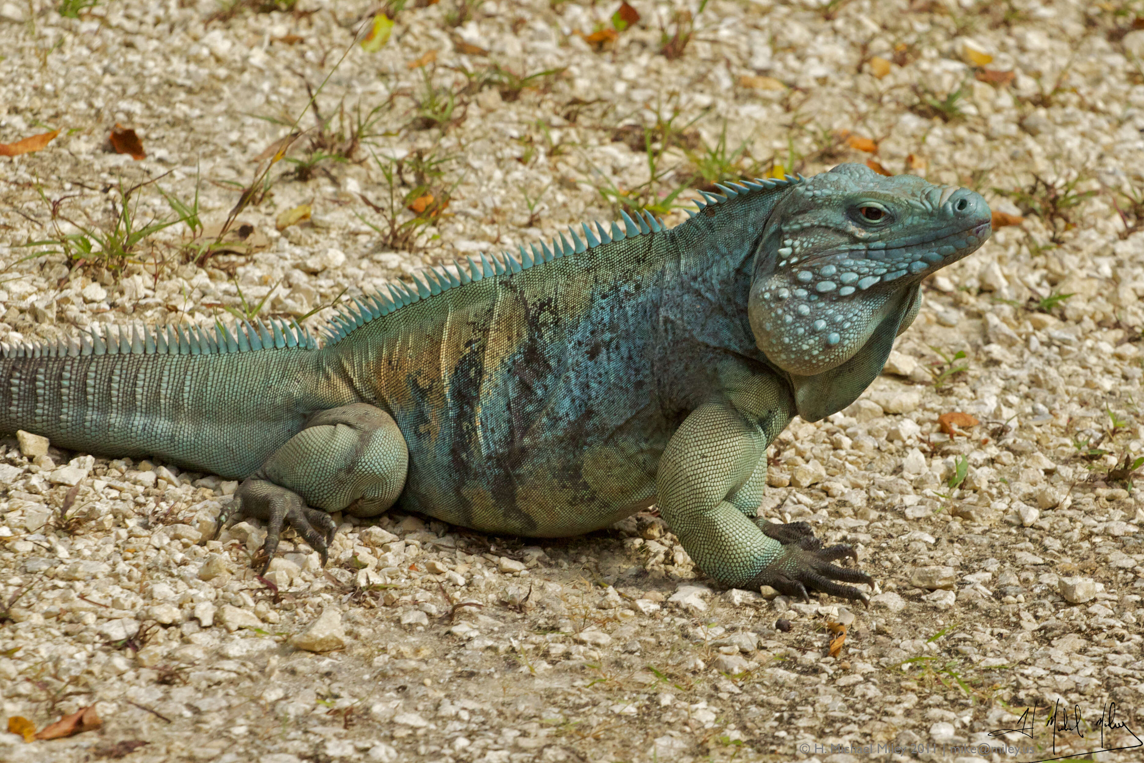 Plancia ëd Cyclura lewisi Grant 1940