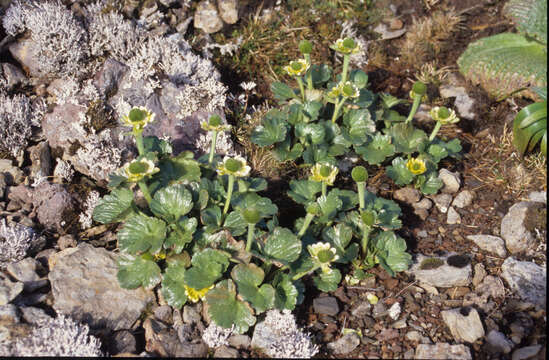 Image de Ranunculus pinguis Hook. fil.