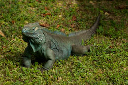 Plancia ëd Cyclura lewisi Grant 1940