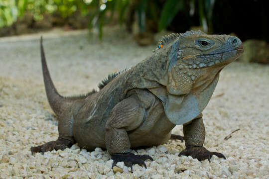 Plancia ëd Cyclura lewisi Grant 1940