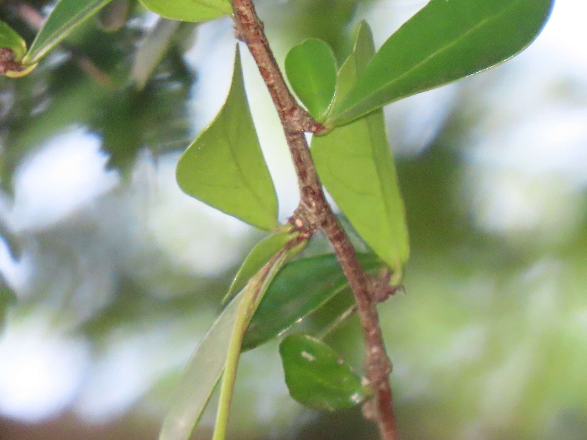 Image of Putterlickia neglecta Jordaan, R. G. C. Boon & A. E. van Wyk