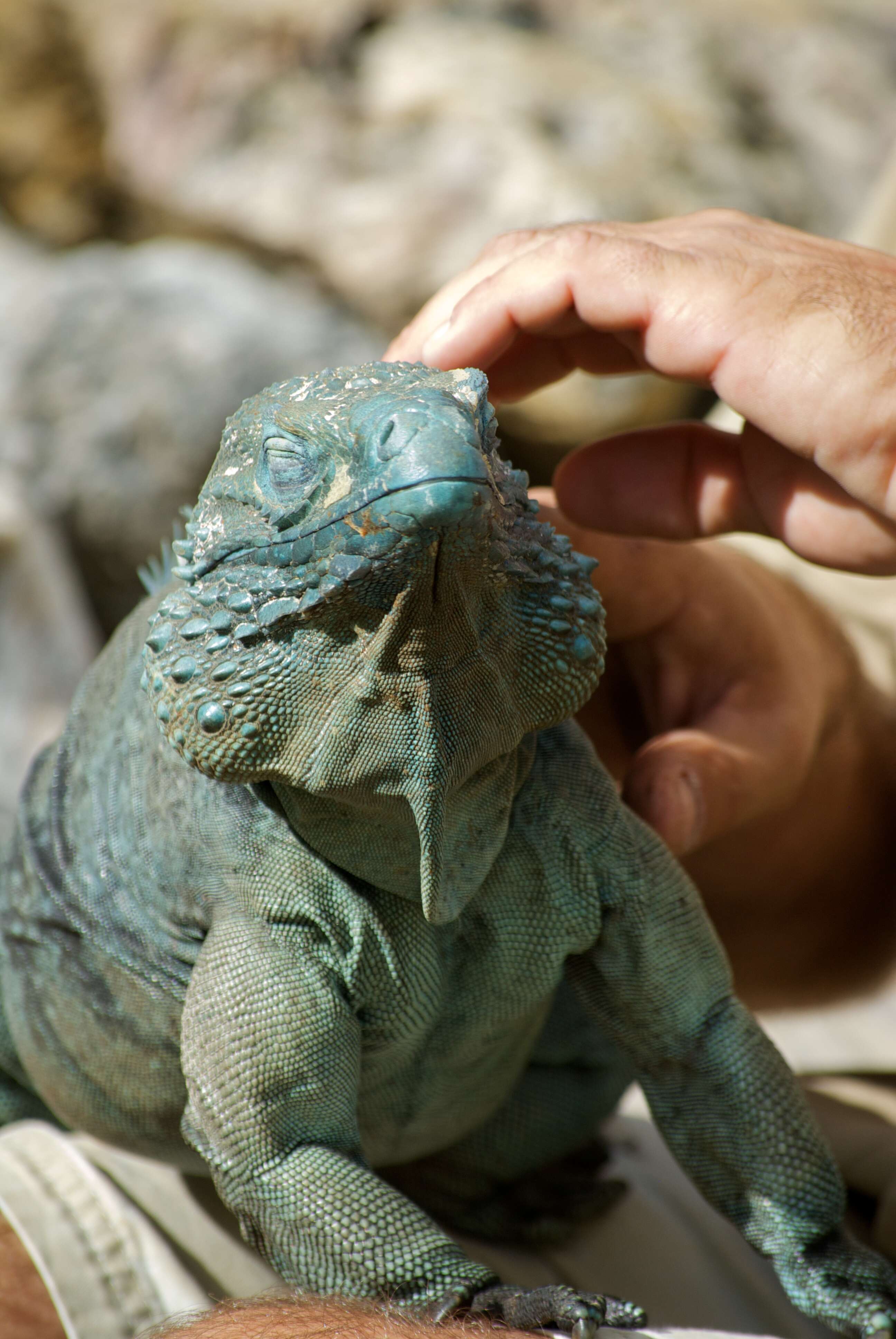 Plancia ëd Cyclura lewisi Grant 1940